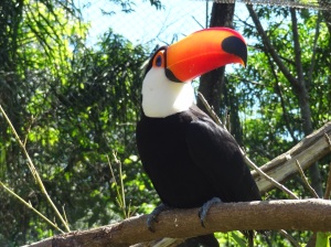 Tucanos, papagaios e araras nos recebem aos gritos e com rasantes no GramadoZoo * foto: acervo pessoal